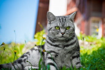 Картинка животные коты лето свет трава мордочка кошка