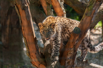 Картинка животные леопарды игра дерево пятна детеныш кошка