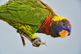 Картинка животные попугаи яркий