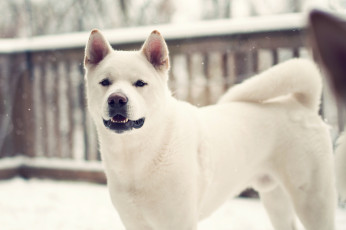 Картинка животные собаки лайка зима dog