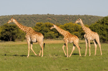 Картинка животные жирафы поле