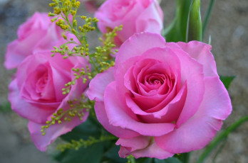 Картинка цветы розы розовый макро капли лепестки