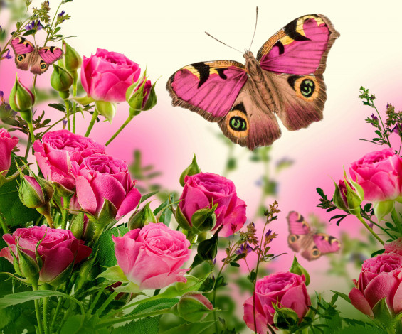 Обои картинки фото разное, компьютерный дизайн, розы, розовые, бабочка