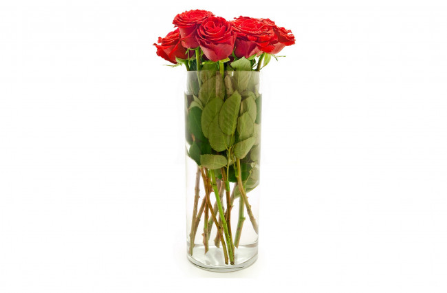 Обои картинки фото цветы, розы, красные