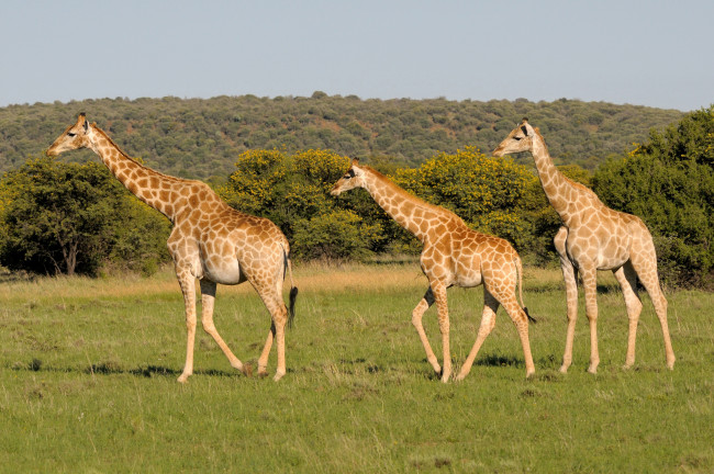 Обои картинки фото животные, жирафы, поле