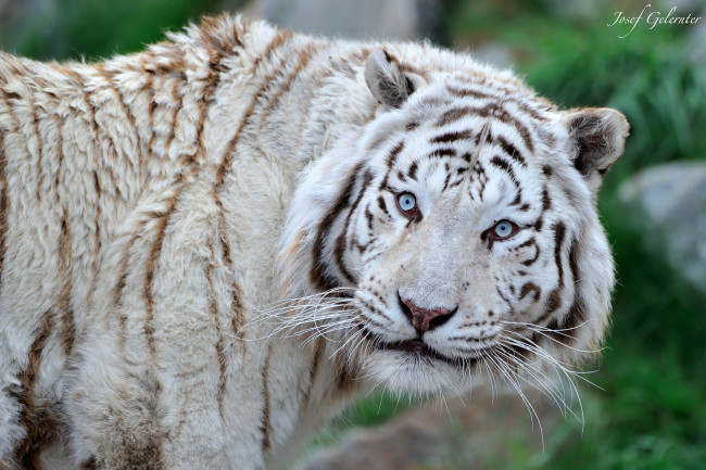 Обои картинки фото животные, тигры, белый