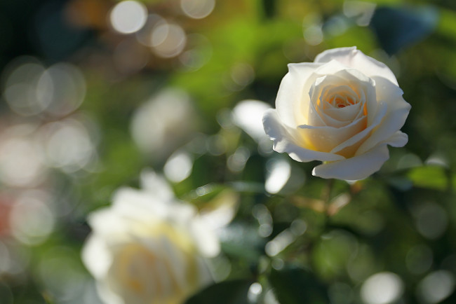 Обои картинки фото цветы, розы, белая, роза