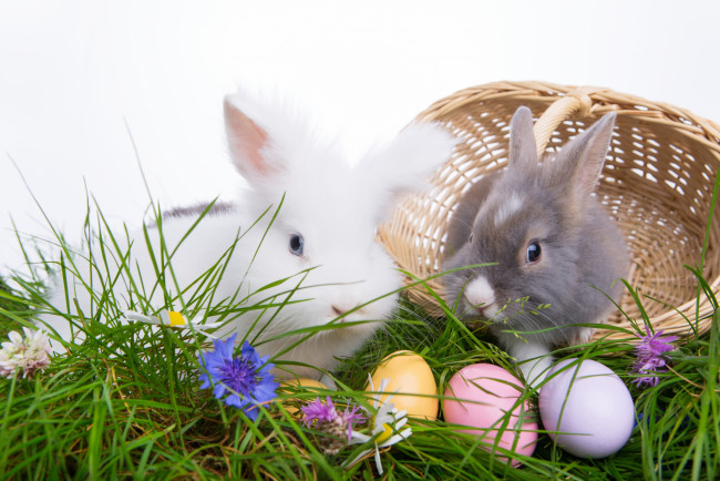 Обои картинки фото животные, кролики,  зайцы, пасха, яйца, пасхальные, easter, happy