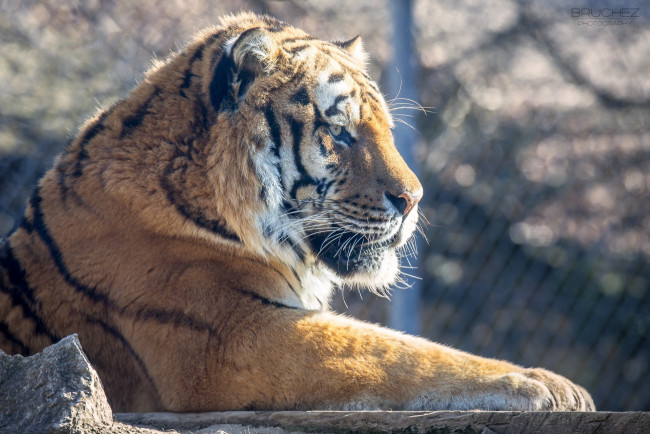 Обои картинки фото животные, тигры, кошка, мощь, отдых, профиль, морда