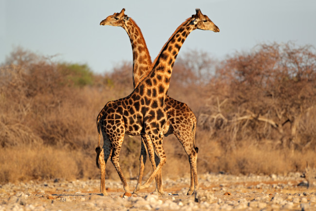 Обои картинки фото животные, жирафы, поле