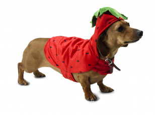 Картинка животные собаки костюм собака такса