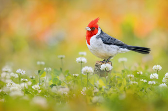 Картинка животные кардиналы птица краснохохлая кардиналовая овсянка цветы клевер