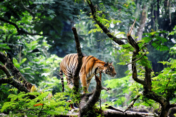 Картинка животные тигры индия азия тигр молодой джунгли
