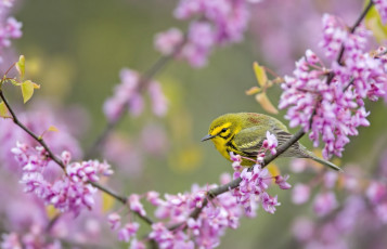 Картинка животные птицы цветение ветка кроха птичка