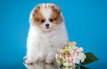 Картинка животные собаки щенок шпиц милый цветы