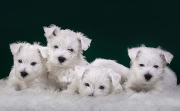 Картинка животные собаки милые квартет белые щенки