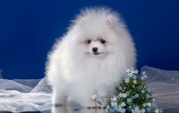 Картинка животные собаки пушистый щенок белый шпиц цветы