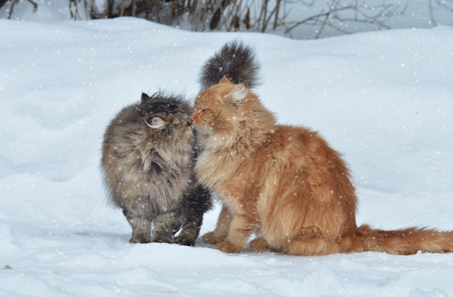 Обои картинки фото животные, коты, снег, кошки, зима
