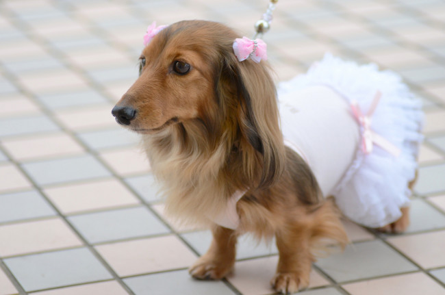 Обои картинки фото животные, собаки, собака, принцесса, бантики, платье, такса