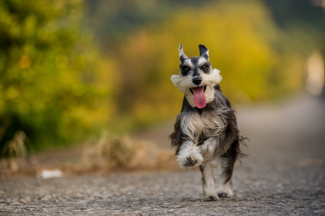 Обои картинки фото животные, собаки, собака, взгляд, друг, язык, счастье, бег
