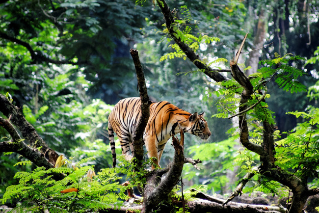 Обои картинки фото животные, тигры, индия, азия, тигр, молодой, джунгли