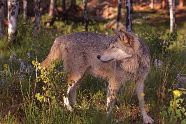 Обои картинки фото животные, волки,  койоты,  шакалы, волк, лето, хищник