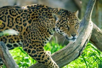 Картинка животные Ягуары пятна морда окрас