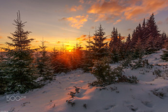 Картинка природа восходы закаты снег лес солнце зима