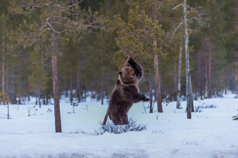 Картинка животные медведи сосны снег медведь