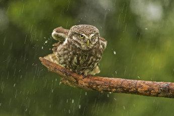 Картинка животные совы дождь сова птица сук домовый сыч