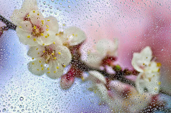 Картинка разное капли +брызги +всплески мокро цветы ветка макро стекло весна