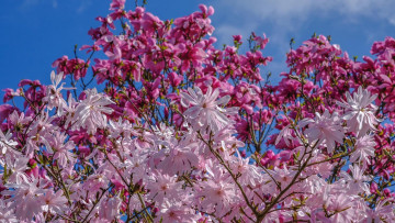 Картинка цветы магнолии весна магнолия деревья
