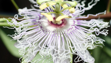 Картинка цветы пассифлора страстоцвет макро