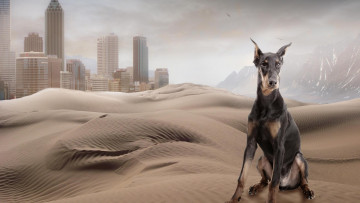 Картинка разное компьютерный+дизайн доберман холмы пески собака город