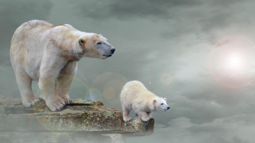 Картинка разное компьютерный+дизайн полярный медведь арт r белый