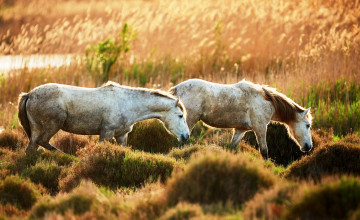 Картинка животные лошади трава луг кочки