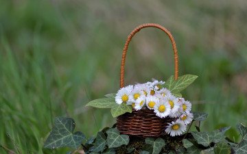 Картинка цветы маргаритки плющ корзинка