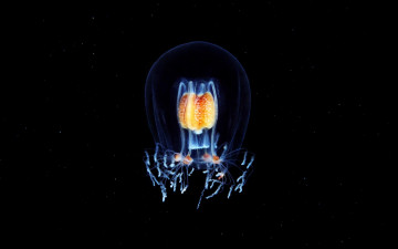 Картинка животные медузы гидромедуза макро вода