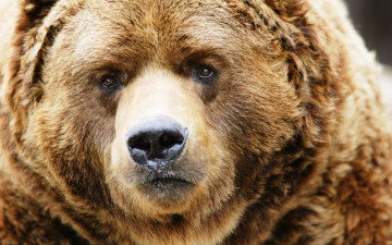 Картинка животные медведи хищник медведь шерсть морда бурый