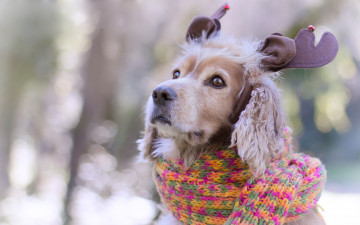 Картинка животные собаки рога головной убор ободок нежные тона взгляд собака