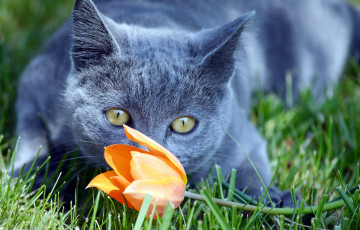 Картинка животные коты кошак котяра кот цветок взгляд