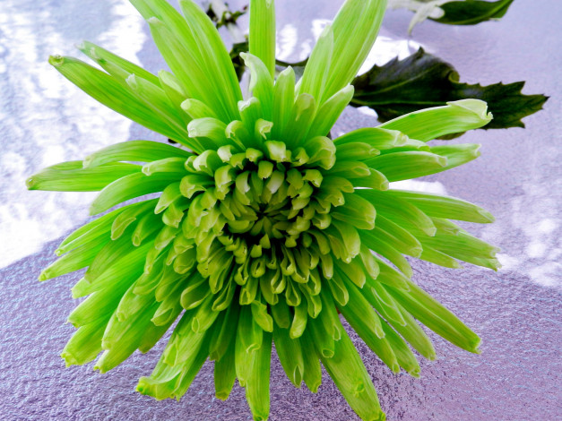 Обои картинки фото цветы, хризантемы, зеленый