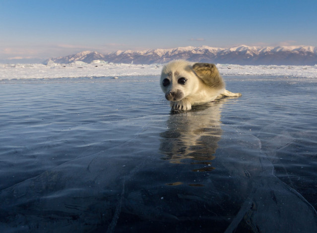 Обои картинки фото байкальская нерпа, животные, тюлени,  морские львы,  морские котики, нерпа, байкальская, малыш, детёныш, лёд, байкал