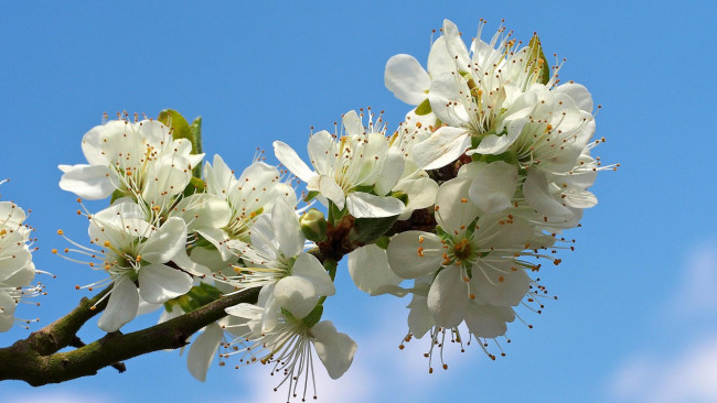 Обои картинки фото цветы, цветущие деревья ,  кустарники, sakura, флора, ветка, cherry, blossoms