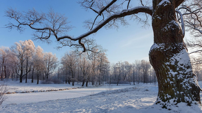 Обои картинки фото природа, парк, александровский, санкт-петербург, русская, зима