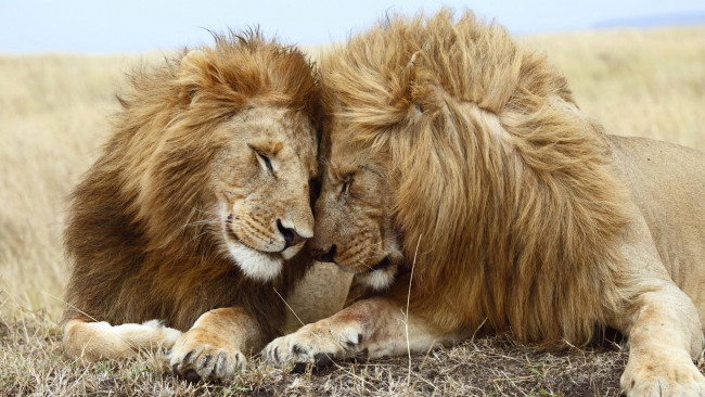 Обои картинки фото животные, львы, хищник, самцы, кошачьи