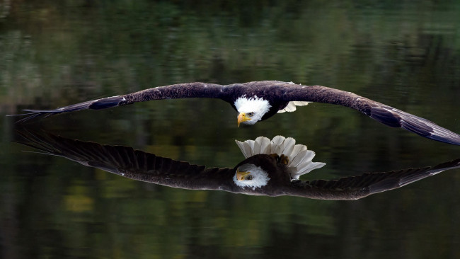 Обои картинки фото животные, птицы - хищники, белоголовый, орел, пролетает, над, водой