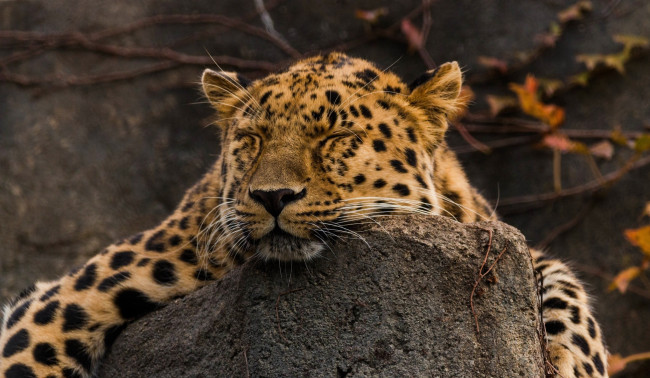Обои картинки фото животные, леопарды, амурский, морда, сон, отдых, лежит