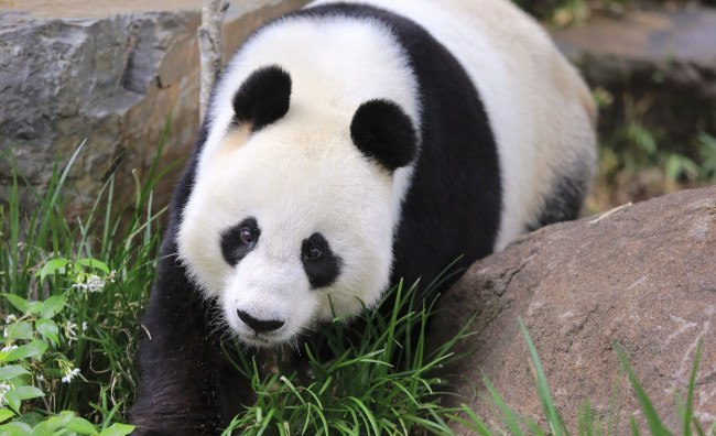 Обои картинки фото животные, панды, панда, камни, трава