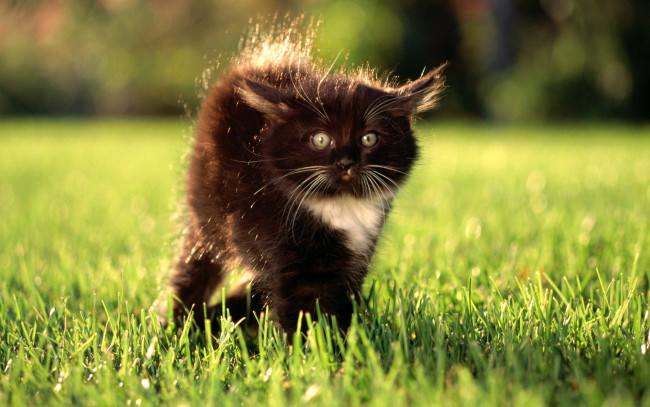 Обои картинки фото животные, коты, лужайка, трава, черный, шерсть, котенок